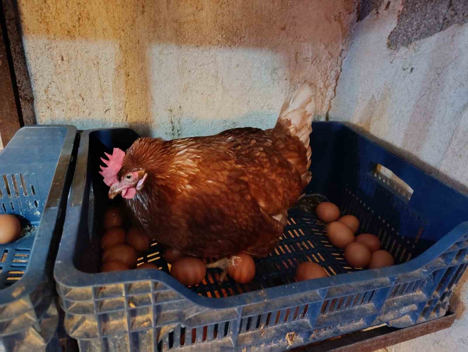 Ev kiraları şehirden kaçırdı, köyde "gezen tavuk" çiftliği kurdu
