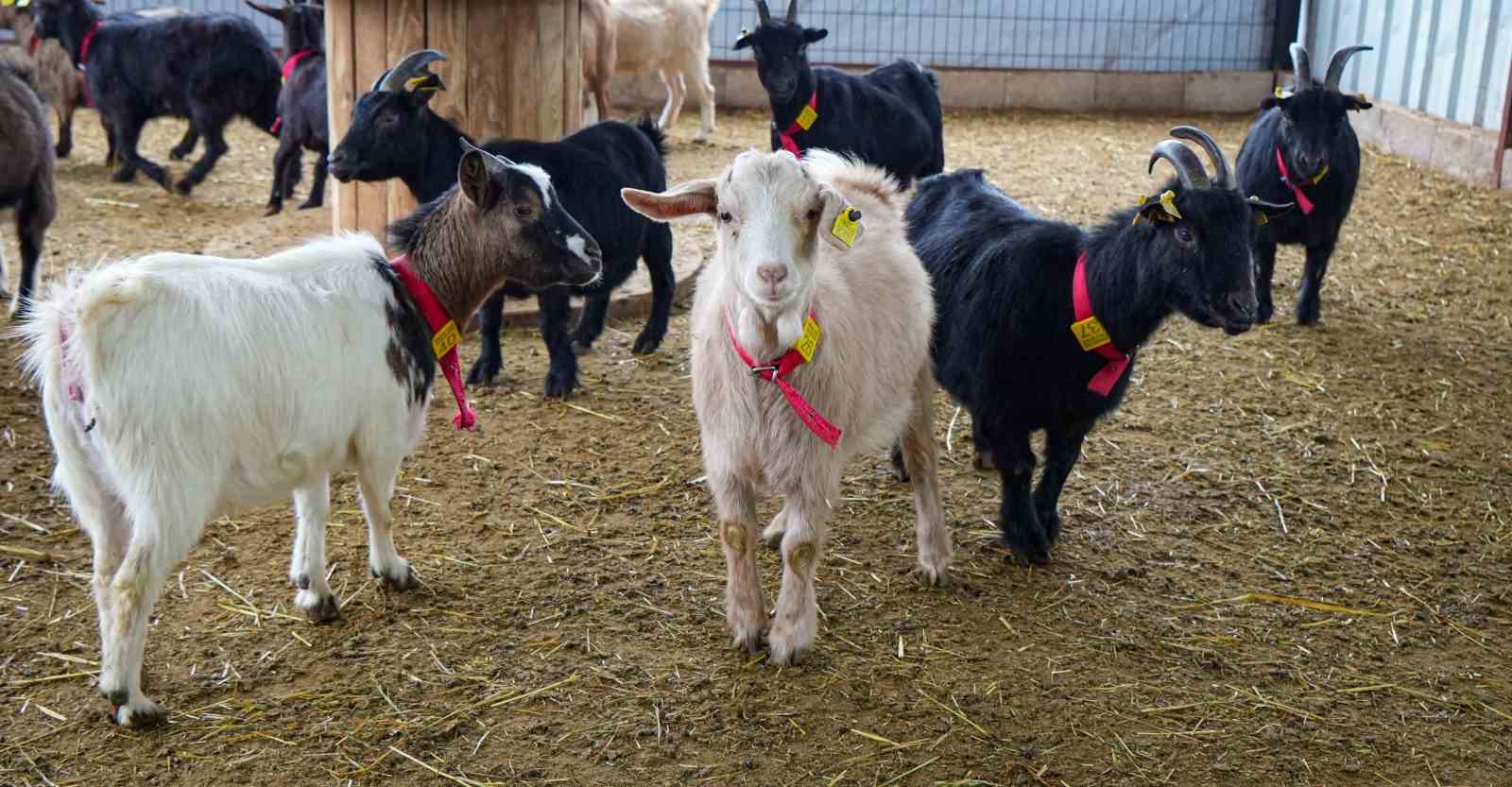 Evcil hayvanlara yeni alternatif: Kedi köpeğin yerini ‘cüce keçi’ alabilir
