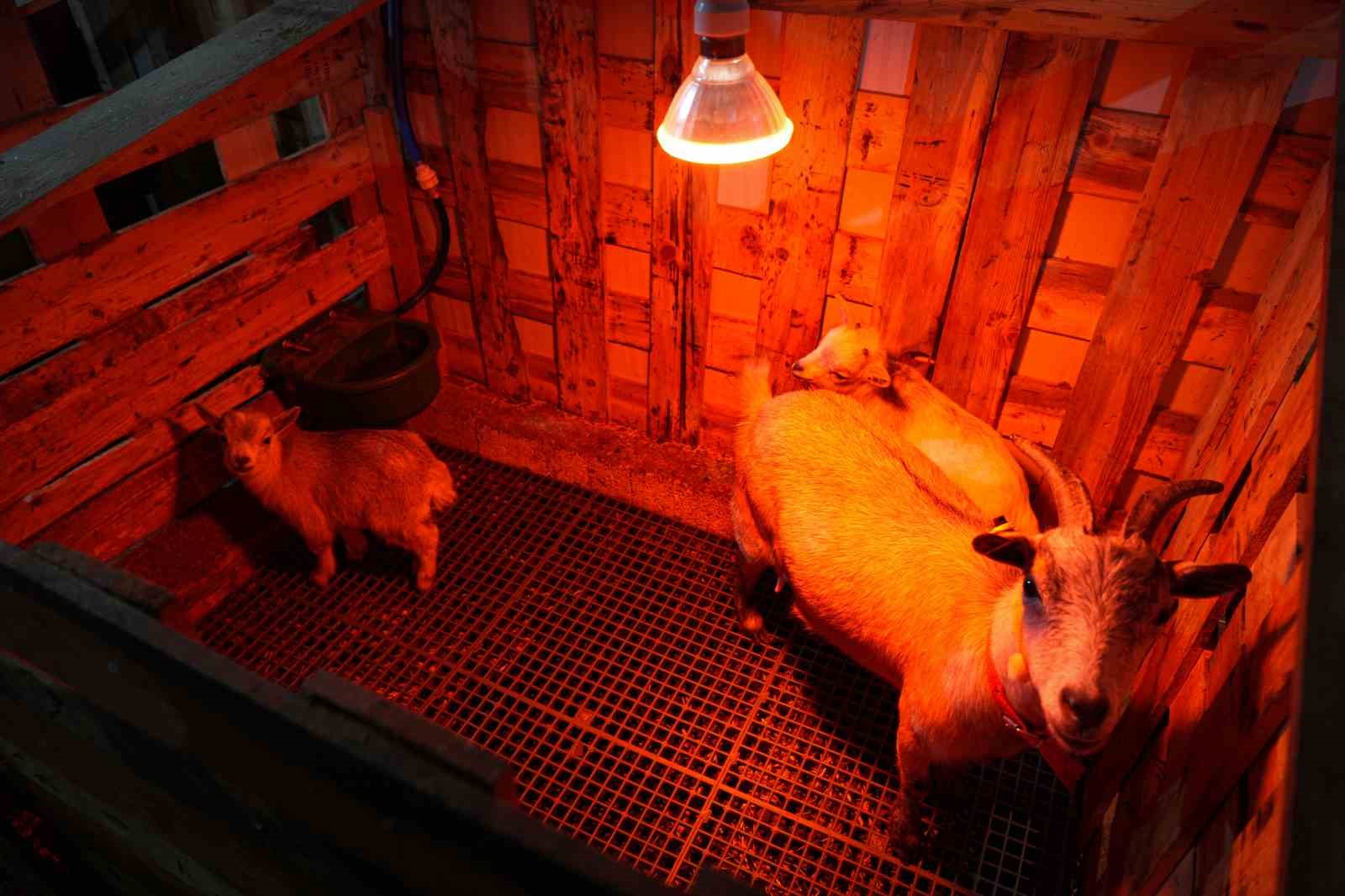 Evcil hayvanlara yeni alternatif: Kedi köpeğin yerini ‘cüce keçi’ alabilir
