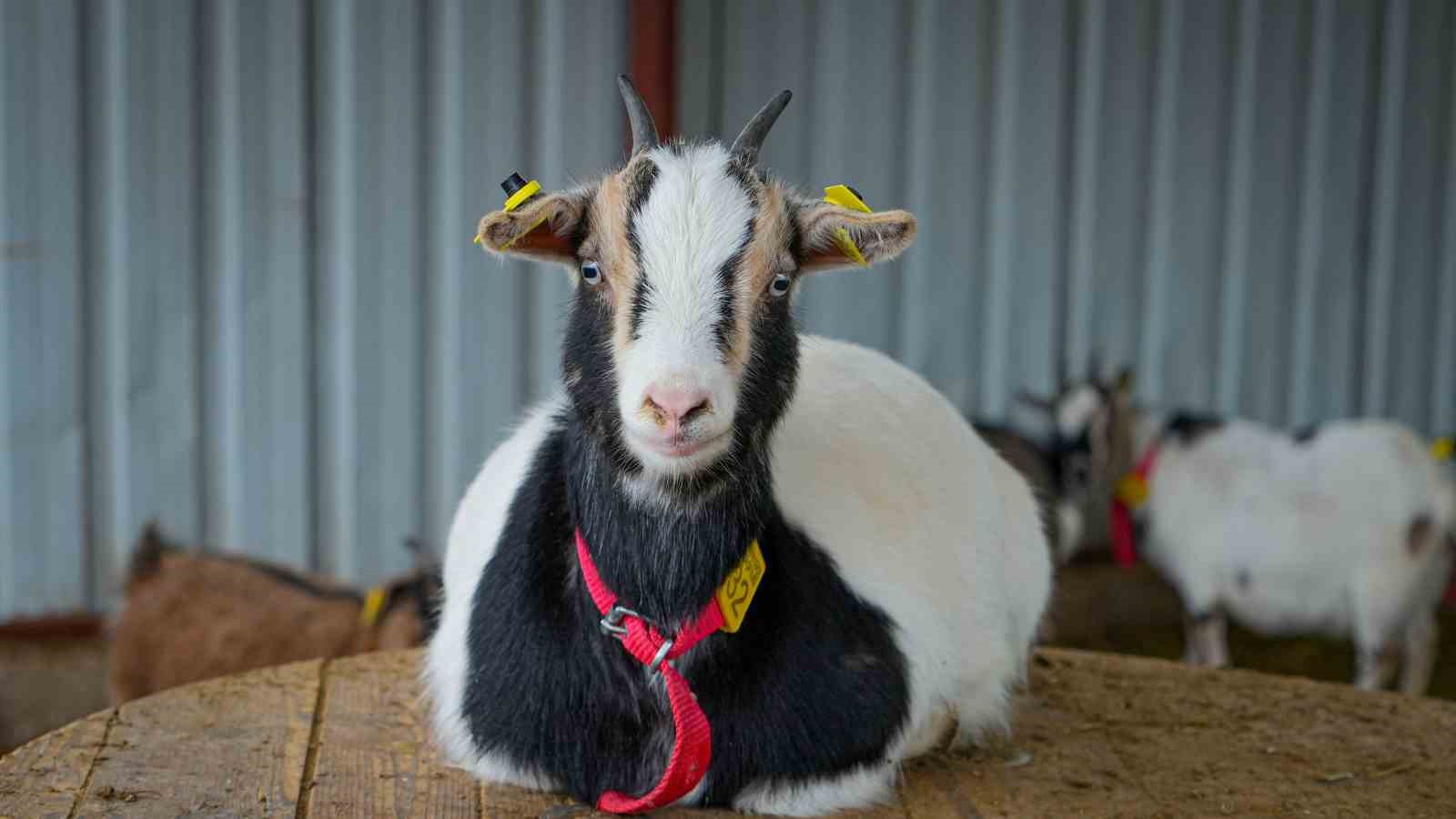 Evcil hayvanlara yeni alternatif: Kedi köpeğin yerini ‘cüce keçi’ alabilir
