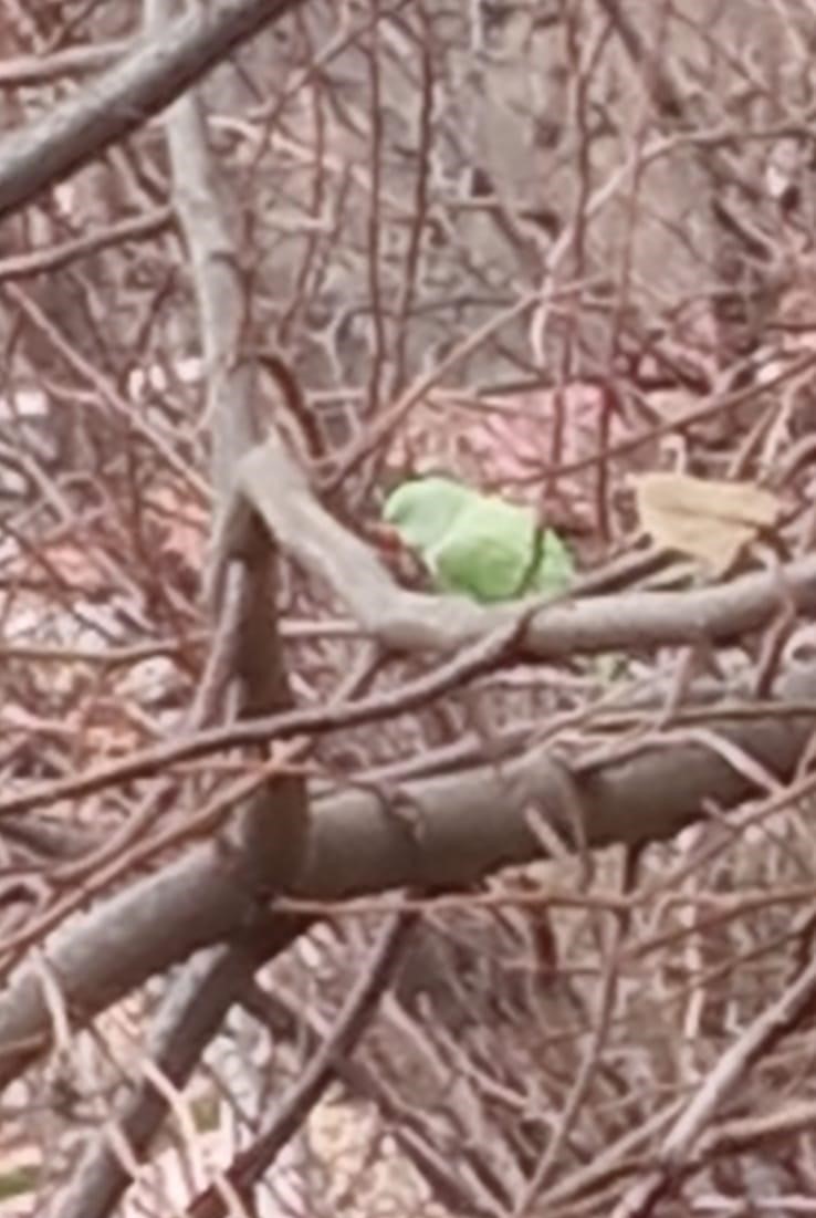 Evden kaçan papağan 2,5 yıldır doğada yaşıyor
