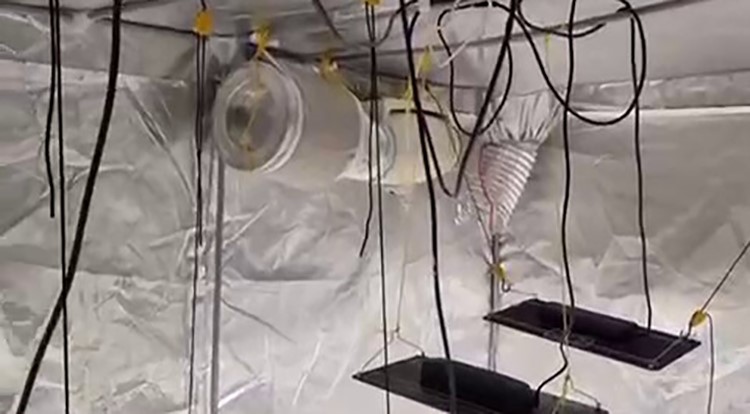 Evin bir odasını uyuşturucu serasına çeviren şüphelileri polis yakaladı
