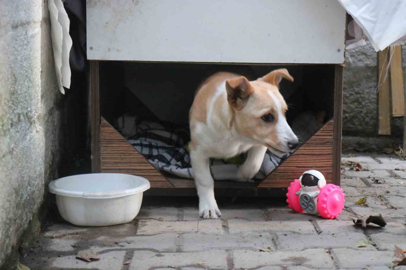 Evladı gibi gördüğü köpeği çalındı, saatler sonra polis ekiplerince bulundu

