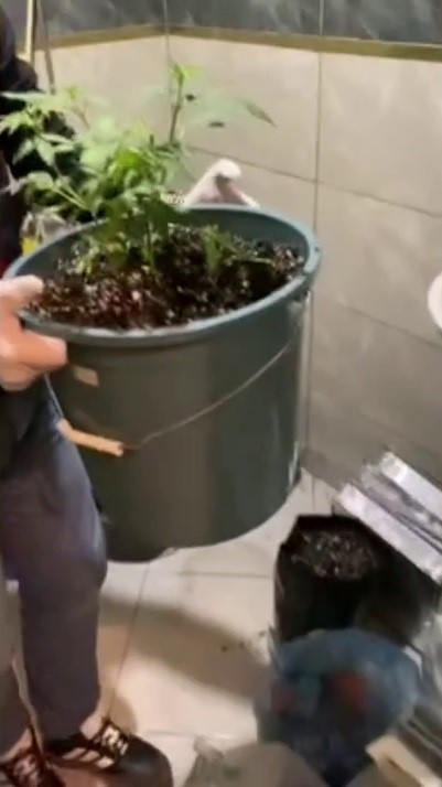 Evlerinde saksı içerisinde kenevir yetiştiren tacirlere operasyon
