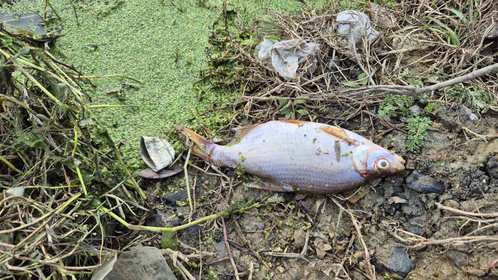 Eyüpsultan’da gölette yosun patlaması: Çok sayıda balık telef oldu
