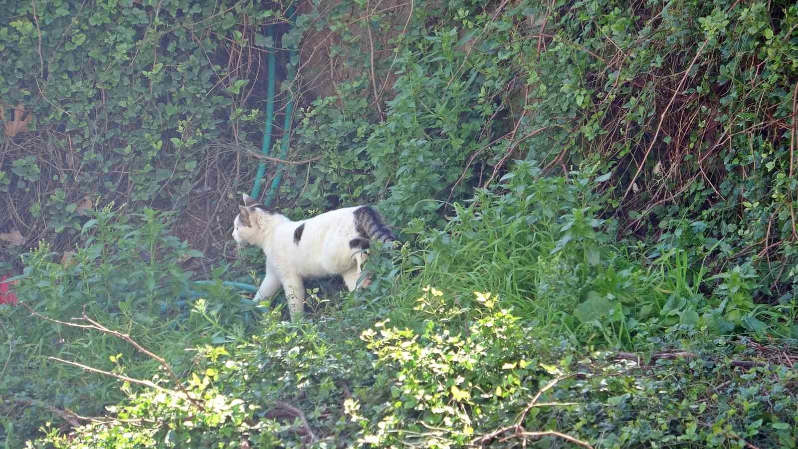 Falezlerde mahsur kaldığı sanılan kedilerin keyfi ‘ihbarla’ son buldu
