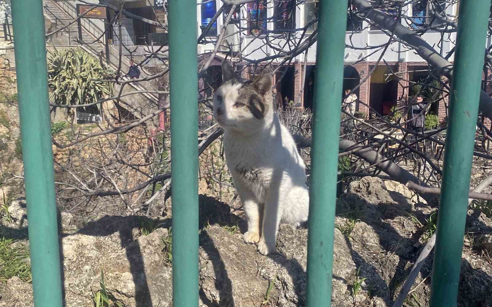 Falezlerde mahsur kaldığı sanılan kedilerin keyfi ‘ihbarla’ son buldu
