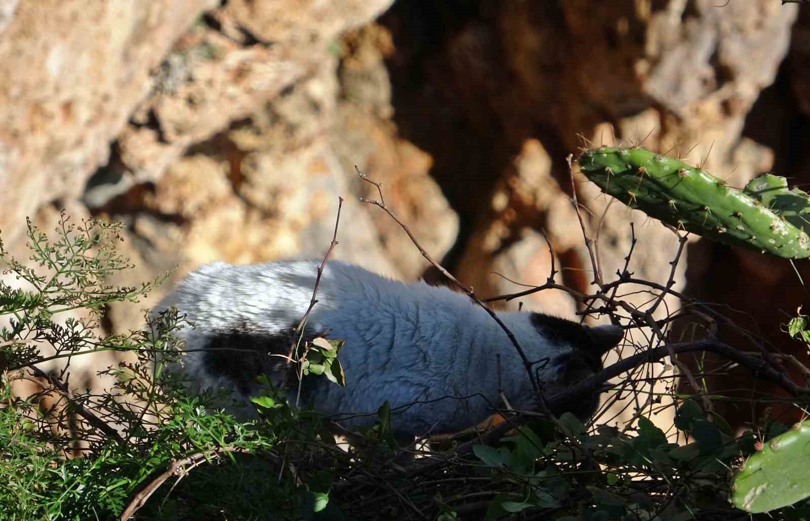 Falezlerde mahsur kaldığı sanılan kedilerin keyfi ‘ihbarla’ son buldu
