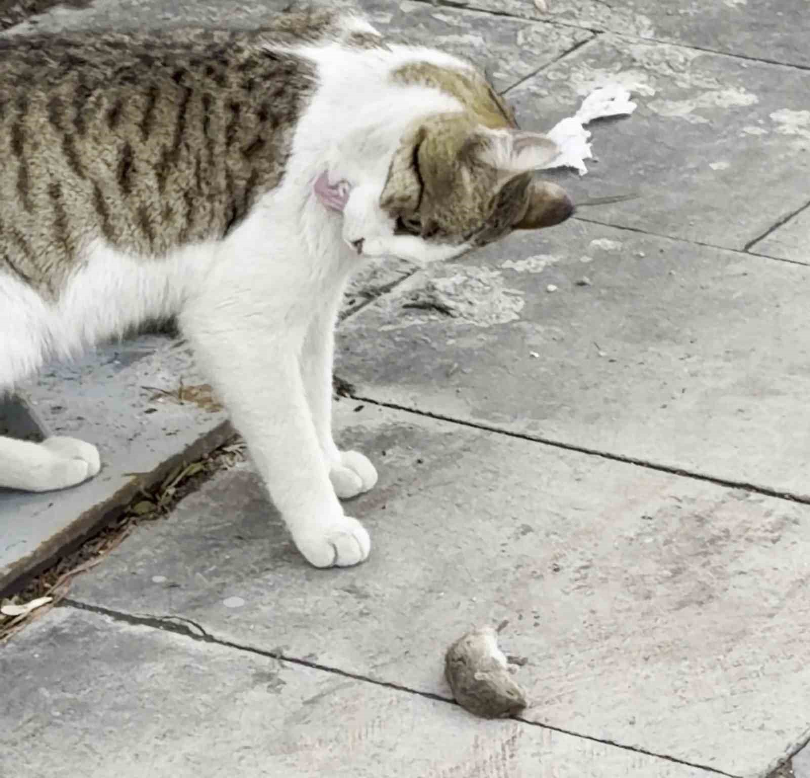 Fareden oscarlık performans: Kediden kurtuluşu ölü taklidinde aradı
