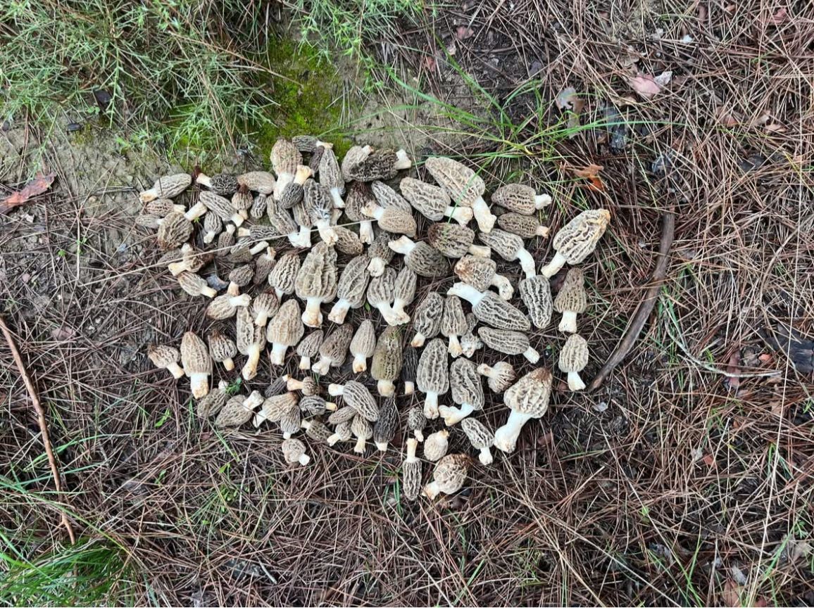 Feke’de kuzu göbeği bereketi
