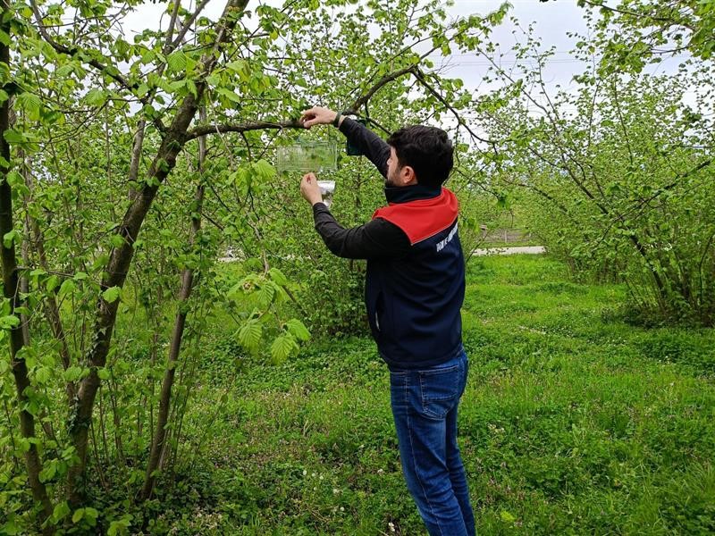 Fındık bahçelerinde takip başladı
Fındık bahçelerinde takip başladı