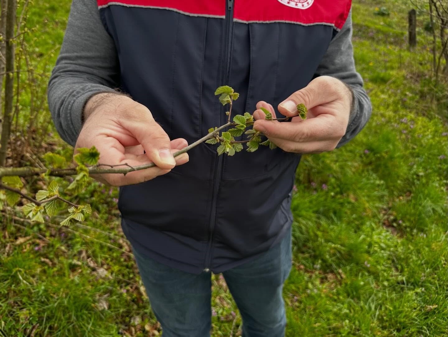Fındık üreticilerine "kozalak akarı" ve "külleme" uyarısı

