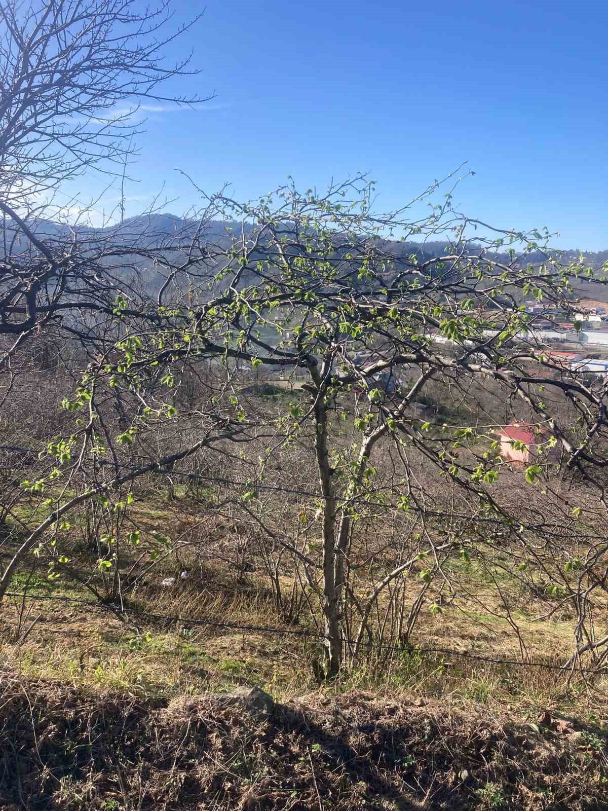 Fındık üreticilerine sigorta uyarısı
Fındık üreticilerine sigorta uyarısı