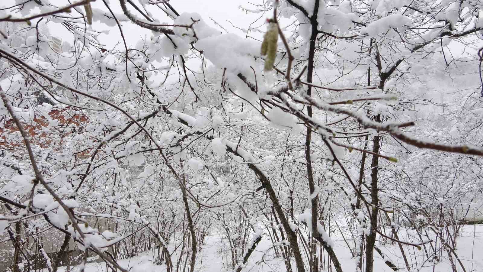 Fındıkta don endişesine bilimsel açıklama: "Şu an risk yok, fayda var"
