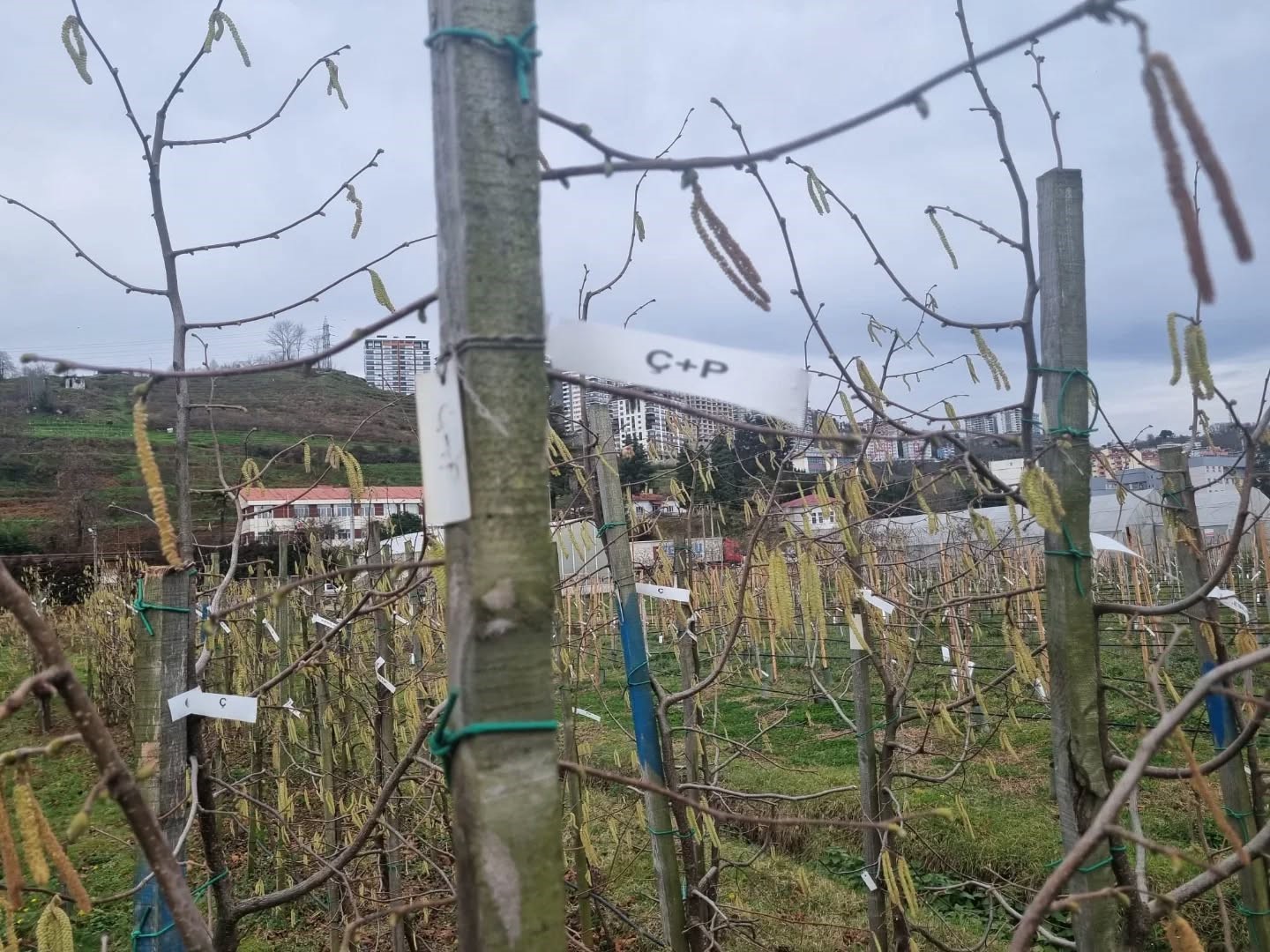 Fındıkta kozalak akarı verim kaybına yol açıyor
