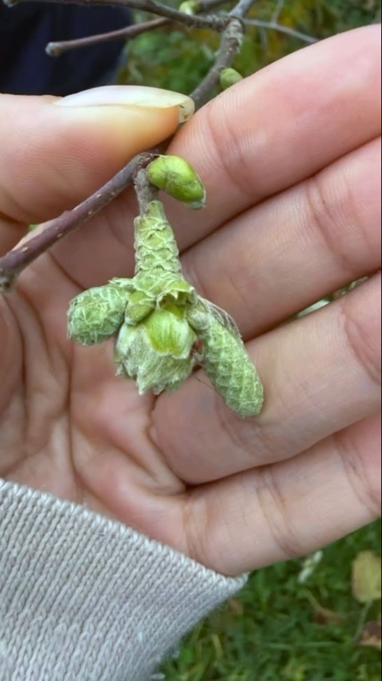 Fındıkta kozalak akarı verim kaybına yol açıyor
