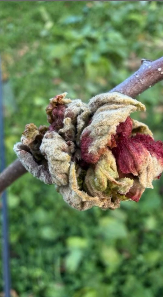 Fındıkta kozalak akarı verim kaybına yol açıyor
