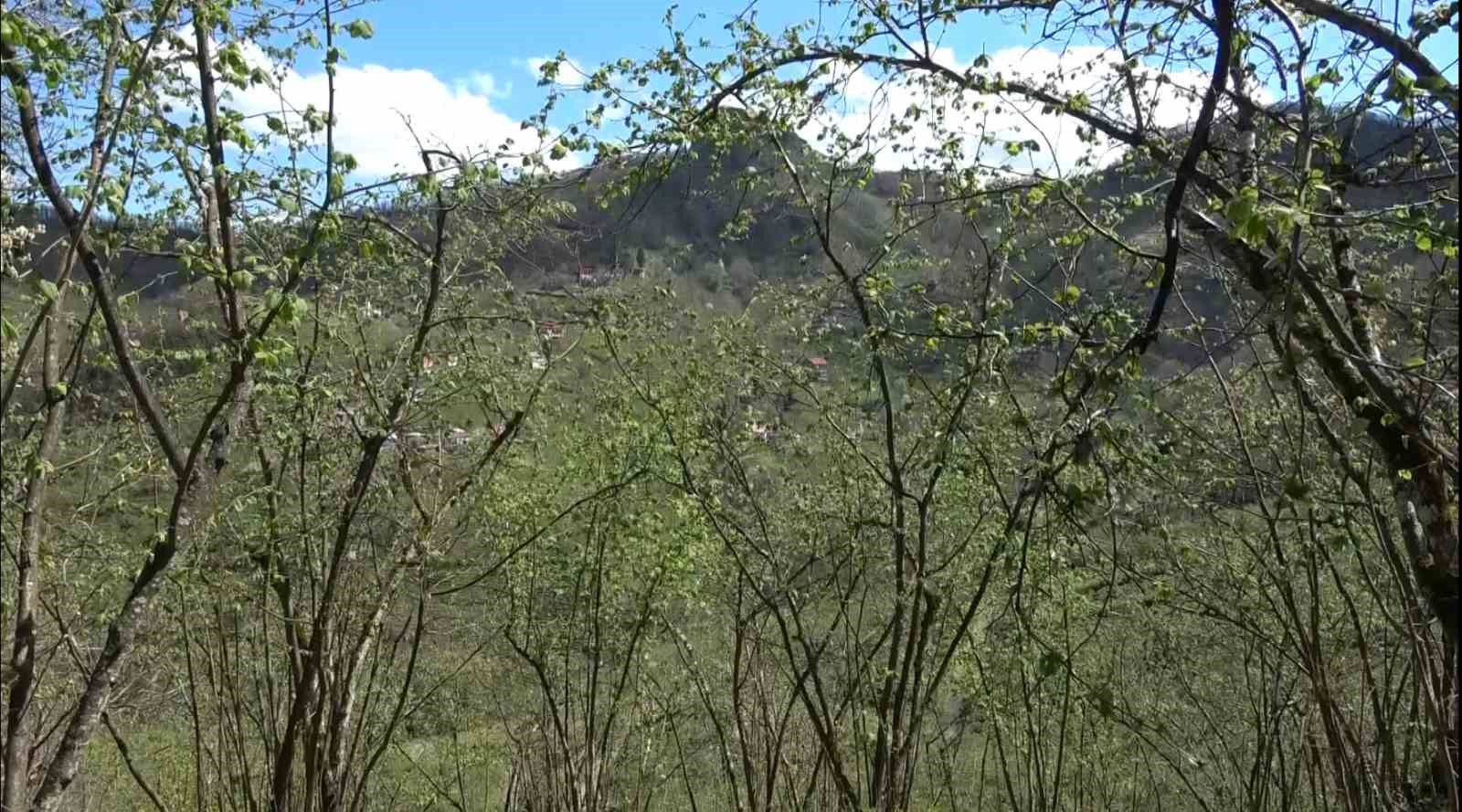 Fındıkta verim düşüklüğü maliyeti artırıyor
