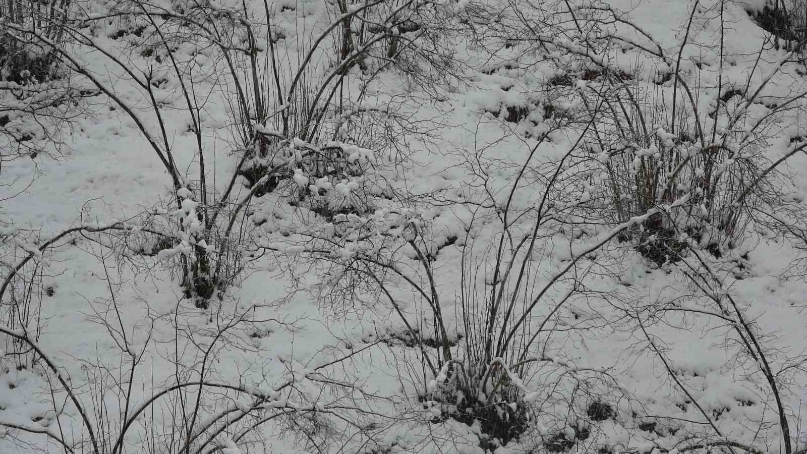 Fındıkta zirai don tehlikesi devam ediyor
