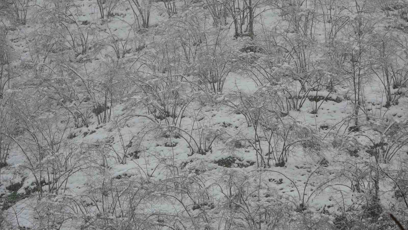 Fındıkta zirai don tehlikesi devam ediyor
