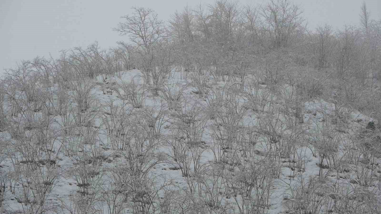 Fındıkta zirai don tehlikesi devam ediyor
