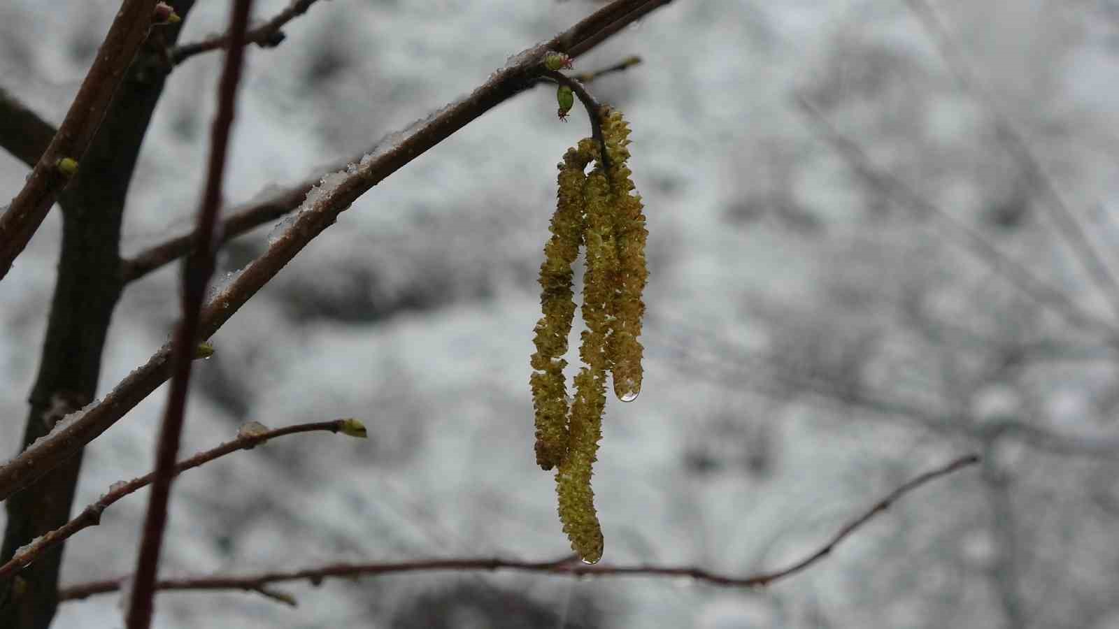 Fındıkta zirai don tehlikesi devam ediyor
