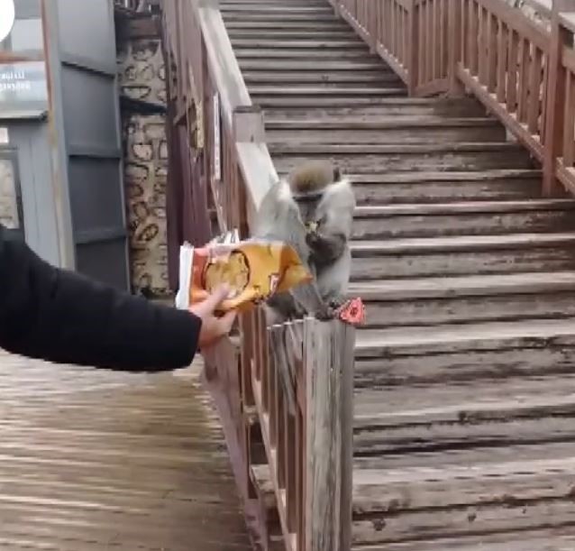 Firari maymun Denizli turuna çıktı
