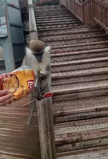 Firari maymun Denizli turuna çıktı
