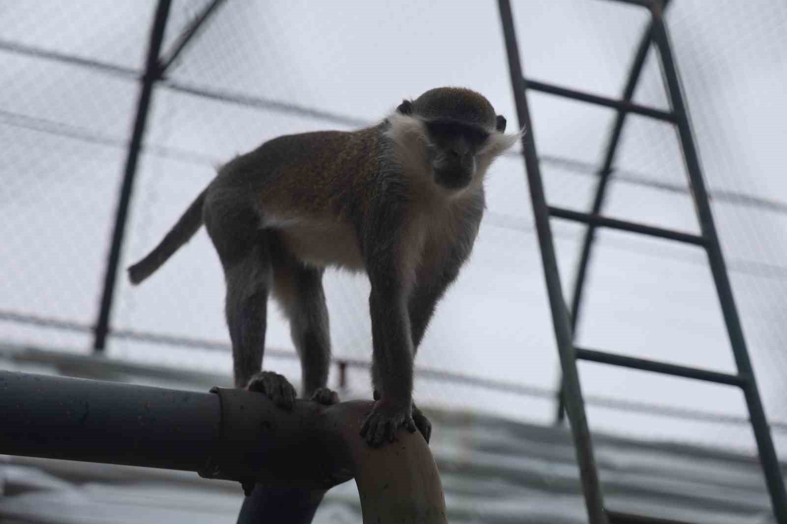 Firari maymun ikinci kez yakalanarak koruma altına alındı
