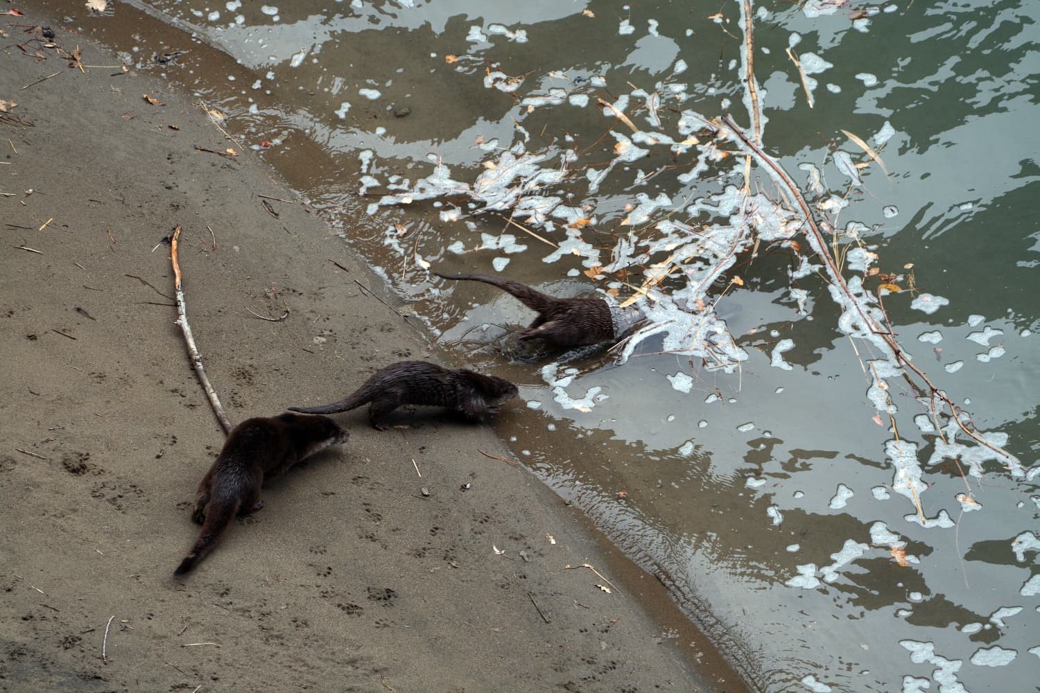 Fırat Nehri’nde 4 su samuru görüntülendi
