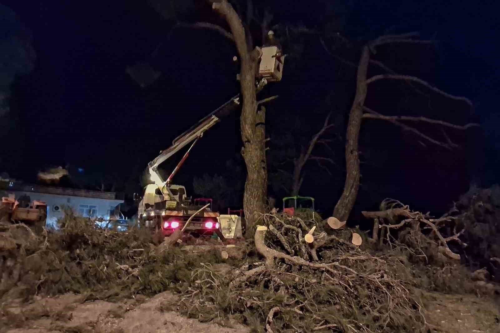 Fırtına çam ağacını devirdi
