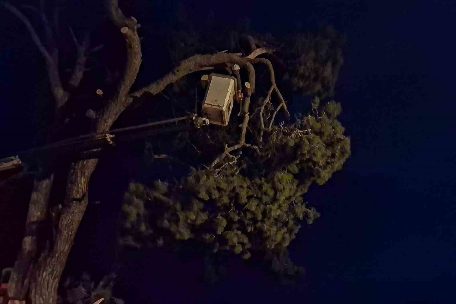 Fırtına çam ağacını devirdi
