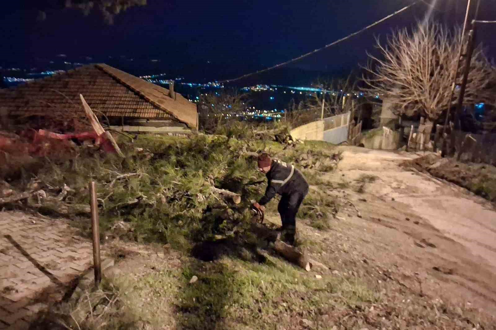 Fırtına çam ağacını devirdi
