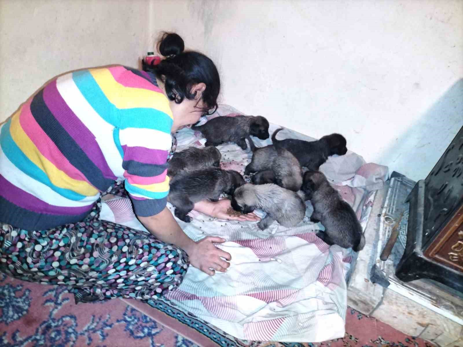 Fırtına sonrası devrilen ağaçların altında kalarak telef olan anne köpeğin yavrularına sahip çıktılar
