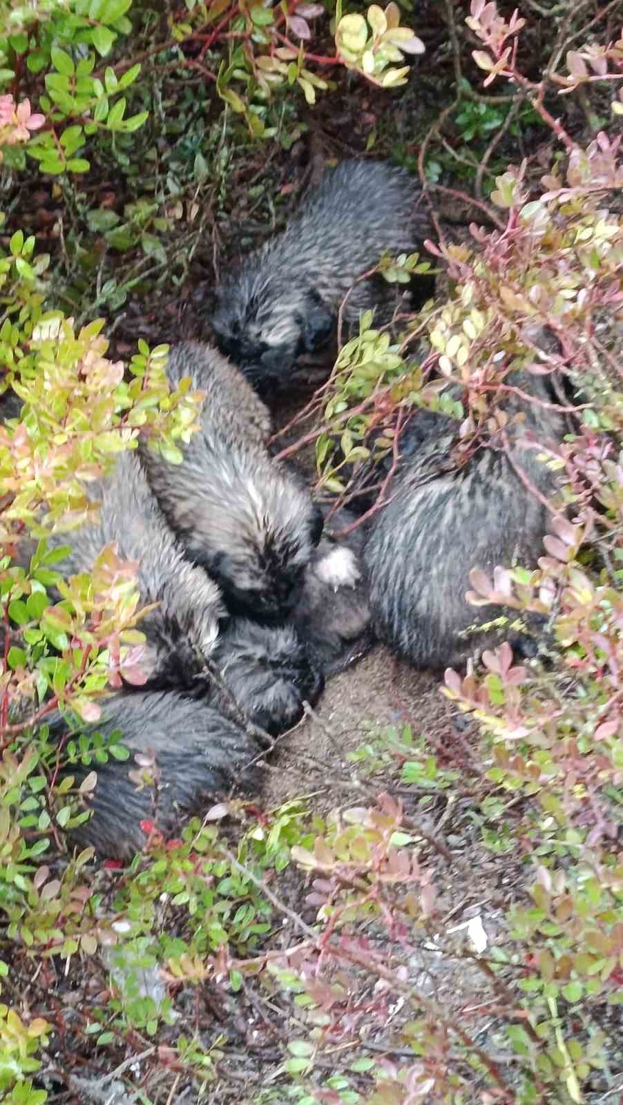 Fırtına sonrası devrilen ağaçların altında kalarak telef olan anne köpeğin yavrularına sahip çıktılar
