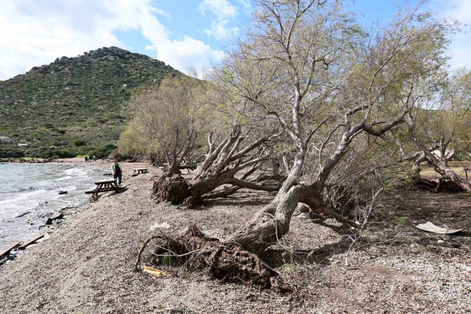 Fırtınada devrilen Ilgın ağaçları yeniden toprakla buluşuyor
Fırtınada devrilen Ilgın ağaçları yeniden toprakla buluşuyor