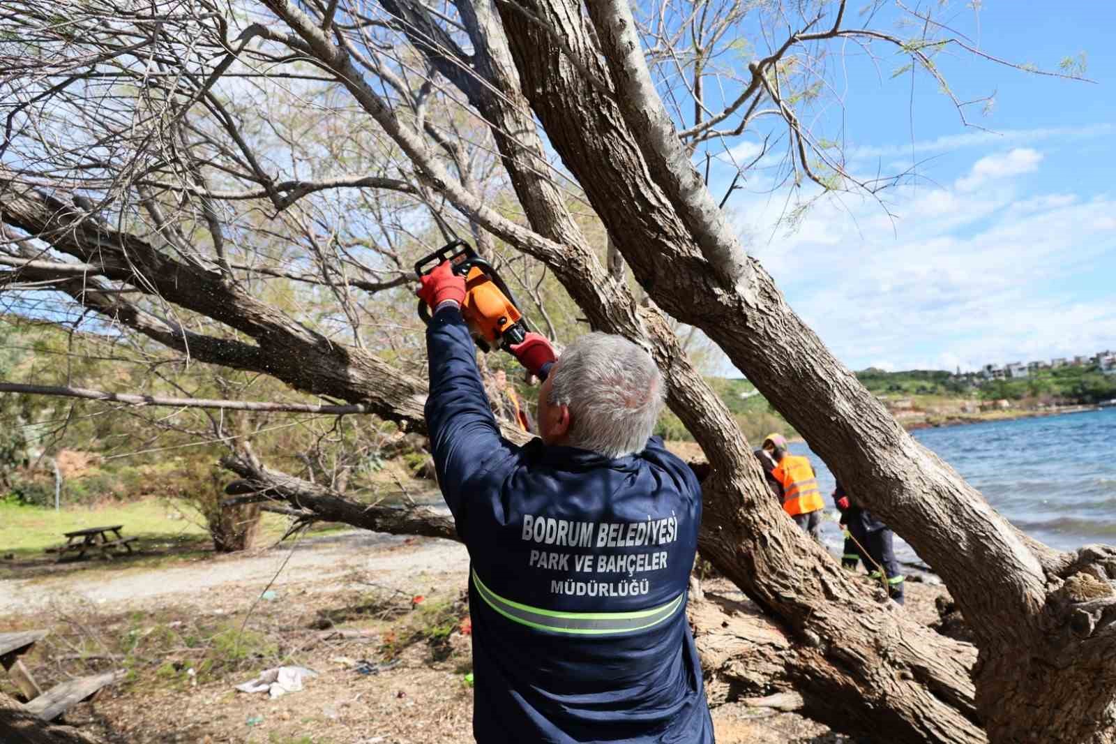 Fırtınada devrilen Ilgın ağaçları yeniden toprakla buluşuyor
Fırtınada devrilen Ilgın ağaçları yeniden toprakla buluşuyor