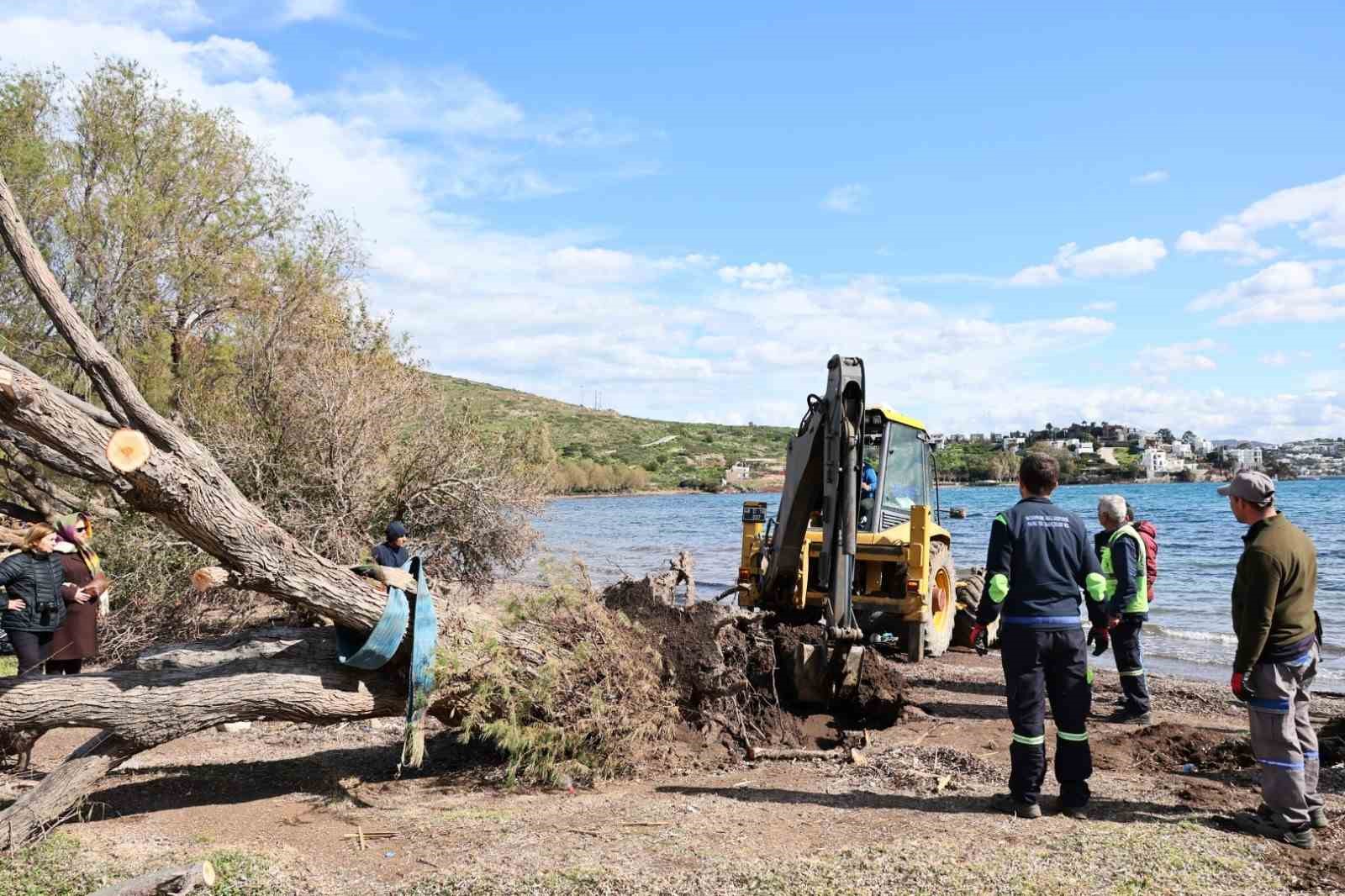 Fırtınada devrilen Ilgın ağaçları yeniden toprakla buluşuyor
Fırtınada devrilen Ilgın ağaçları yeniden toprakla buluşuyor