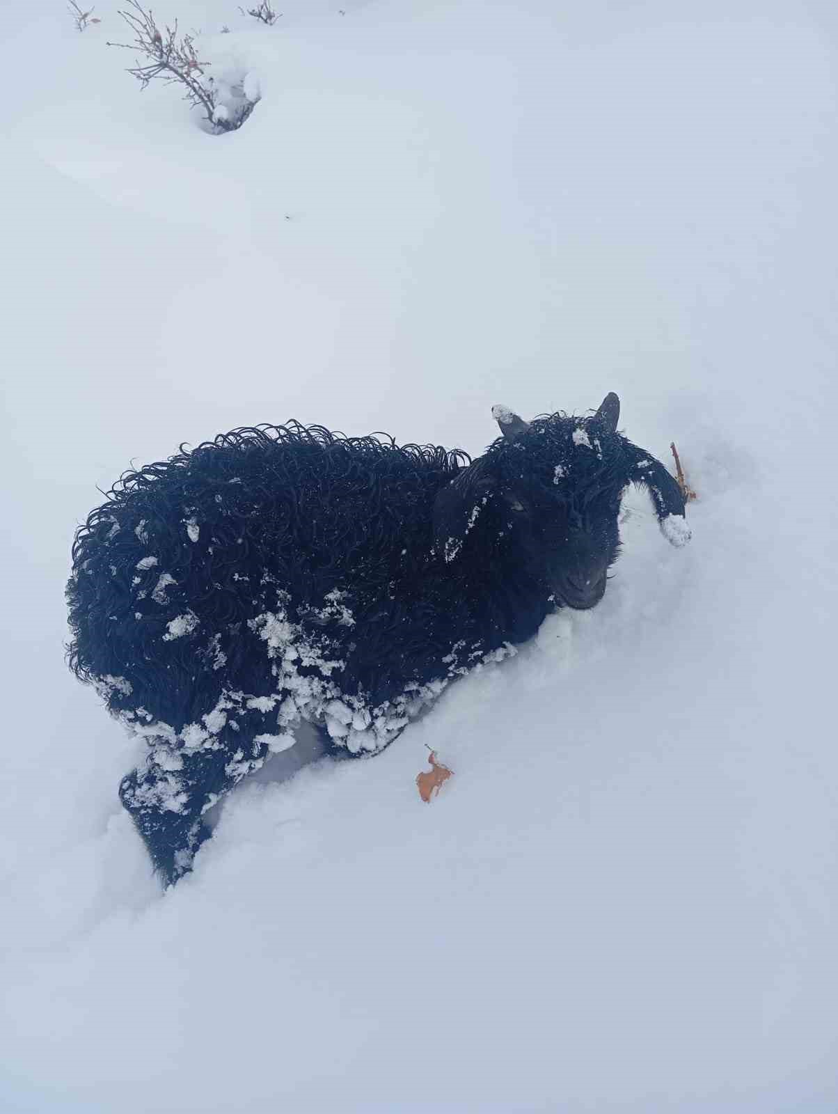 Fırtınada kaybolan kuzu 3 gün sonra sağ bulundu

