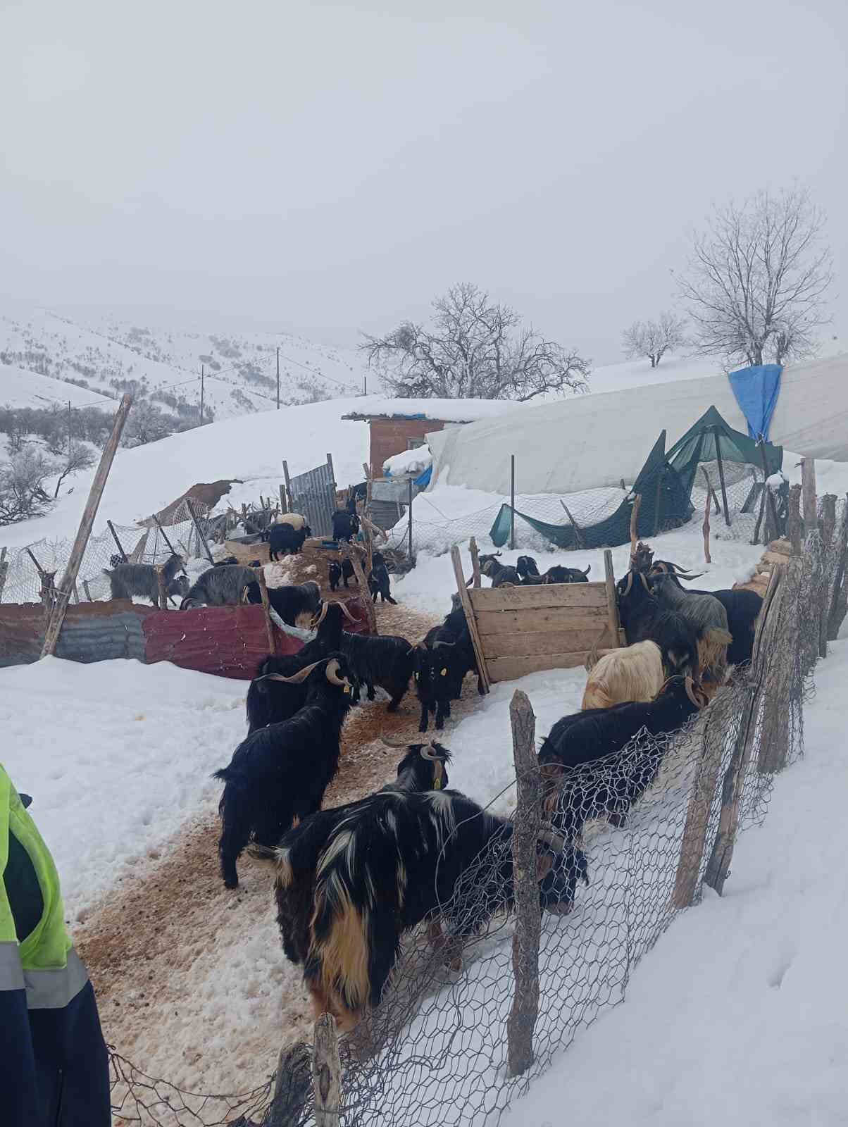 Fırtınada kaybolan kuzu 3 gün sonra sağ bulundu
