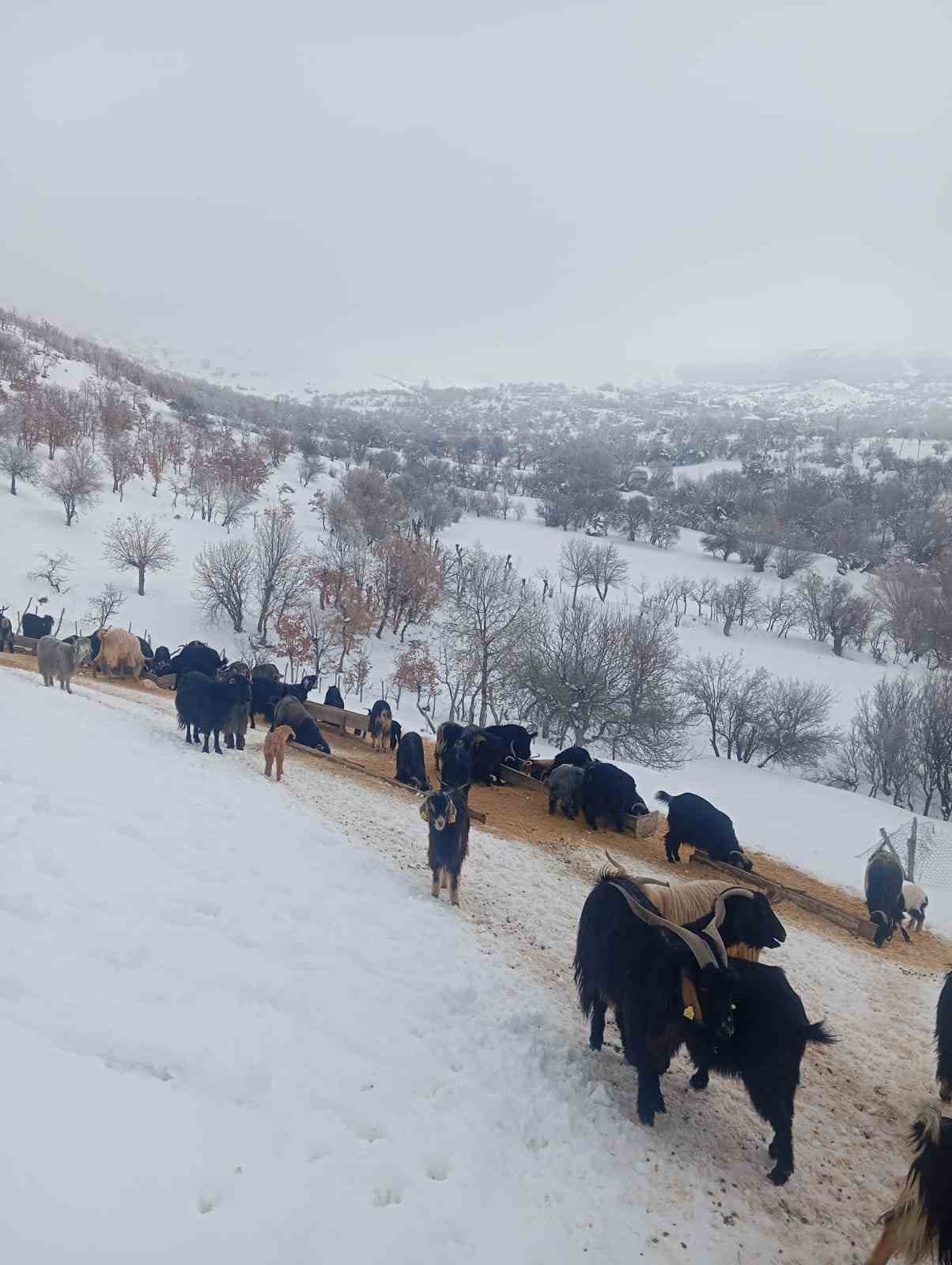 Fırtınada kaybolan kuzu 3 gün sonra sağ bulundu
