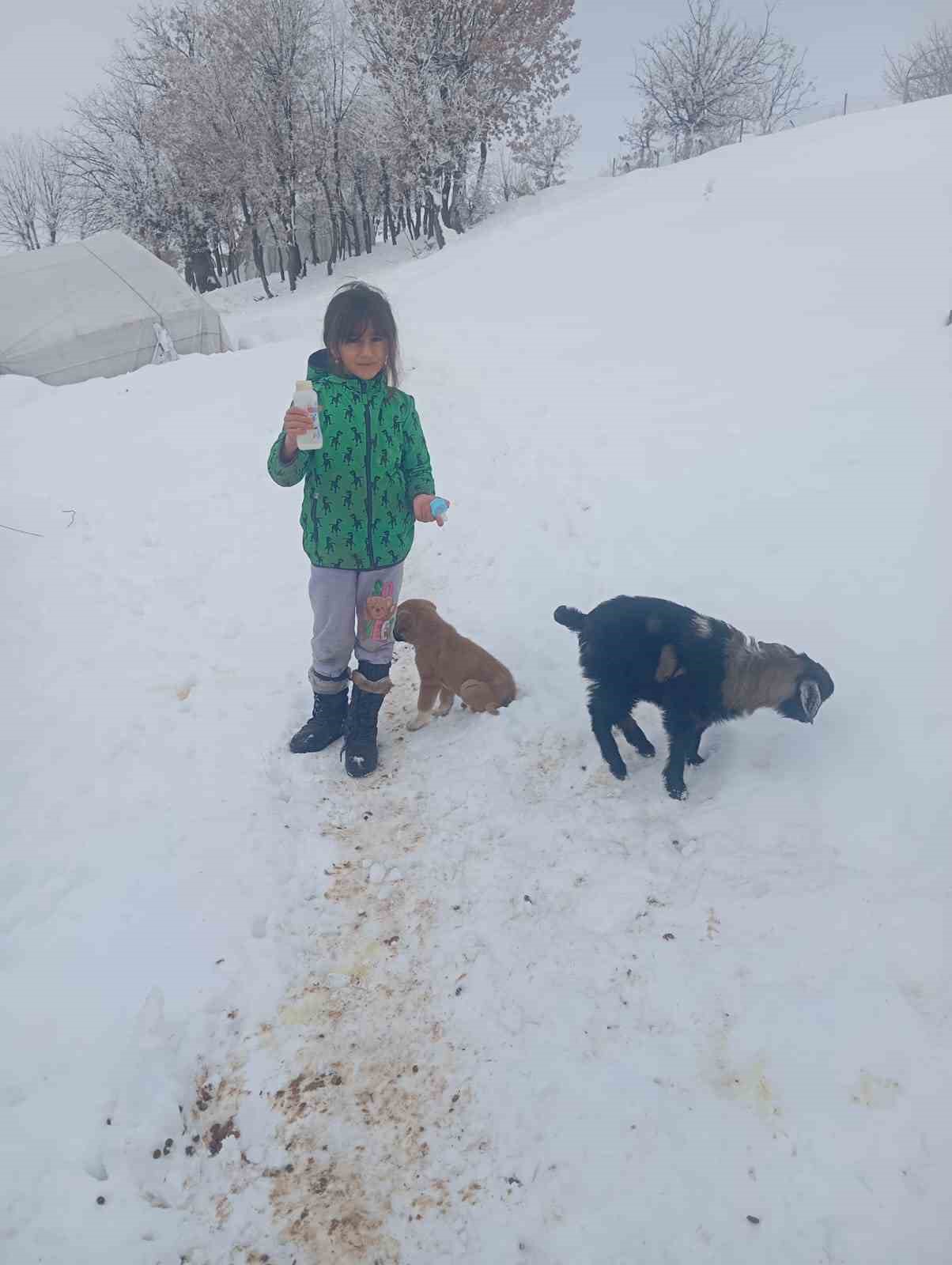 Fırtınada kaybolan kuzu 3 gün sonra sağ bulundu
