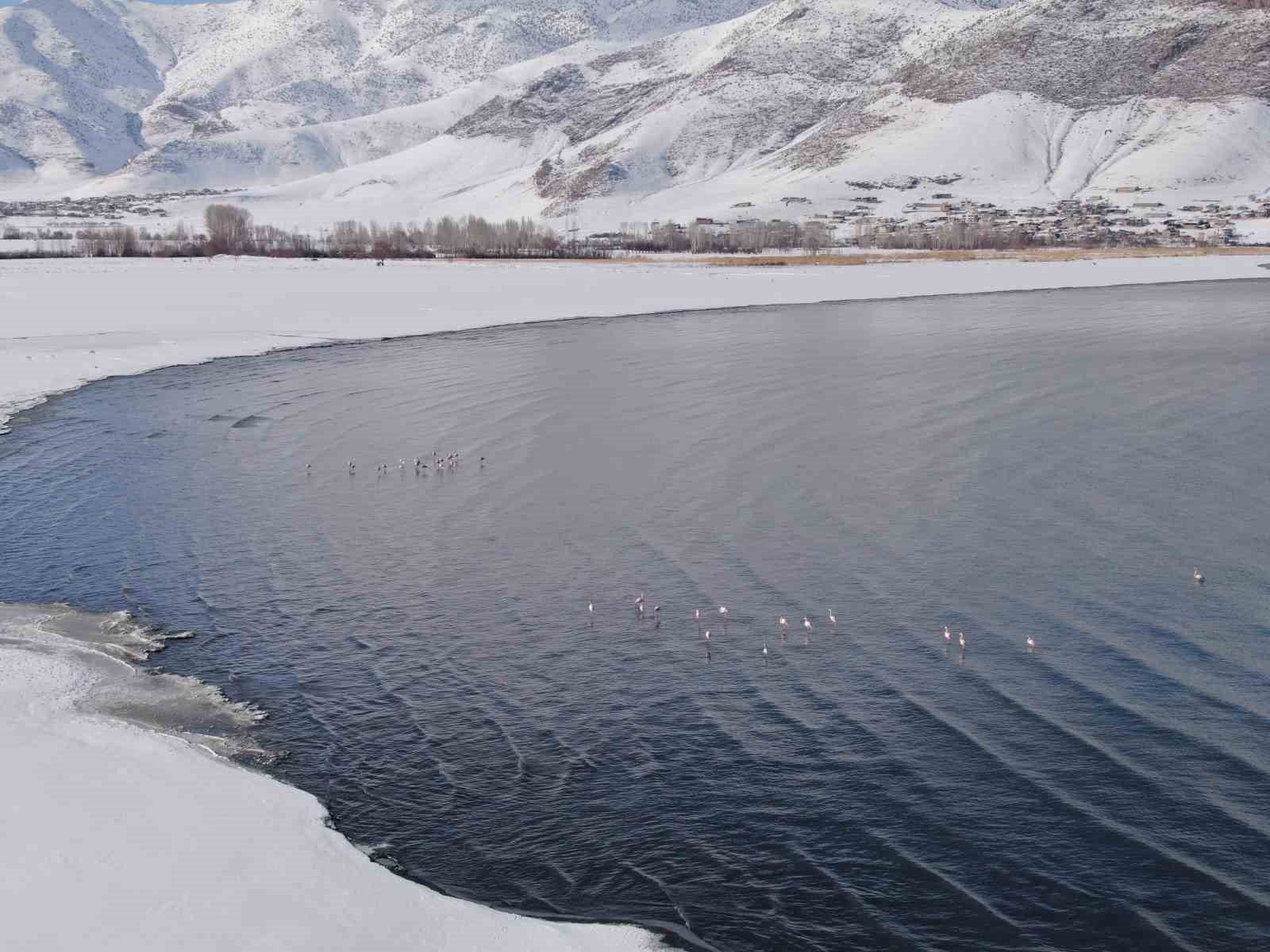 Flamingolar bu yıl da Van’dan göç etmedi

