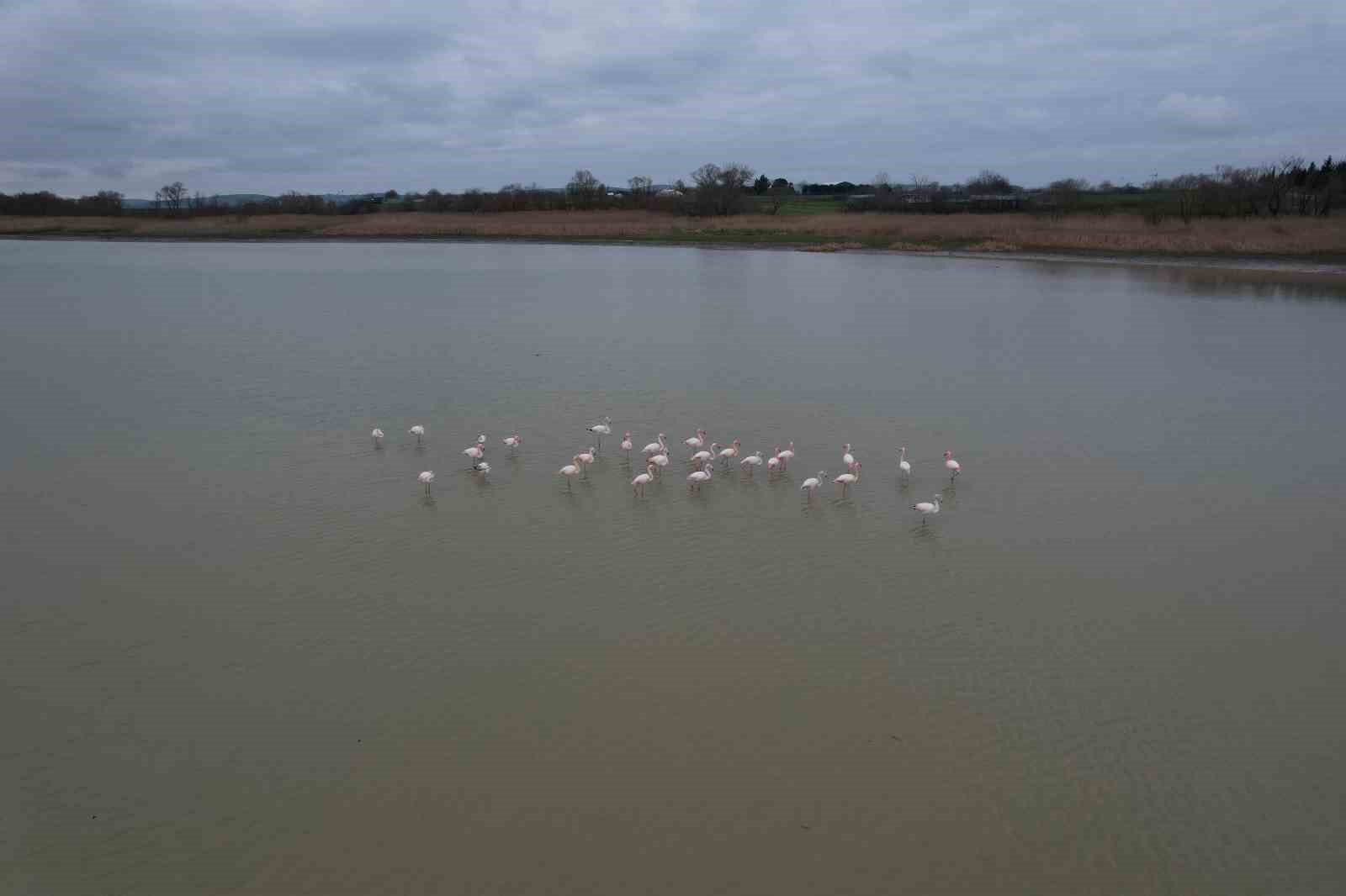 Flamingolar Büyükçekmece Gölü’nde görüntülendi
