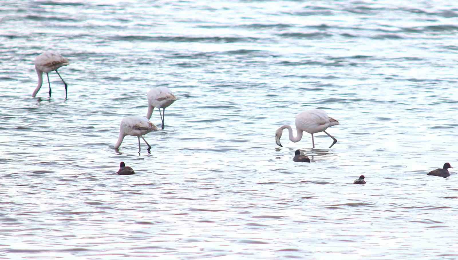 Flamingolar Van Gölü Havzası’na geri döndü
