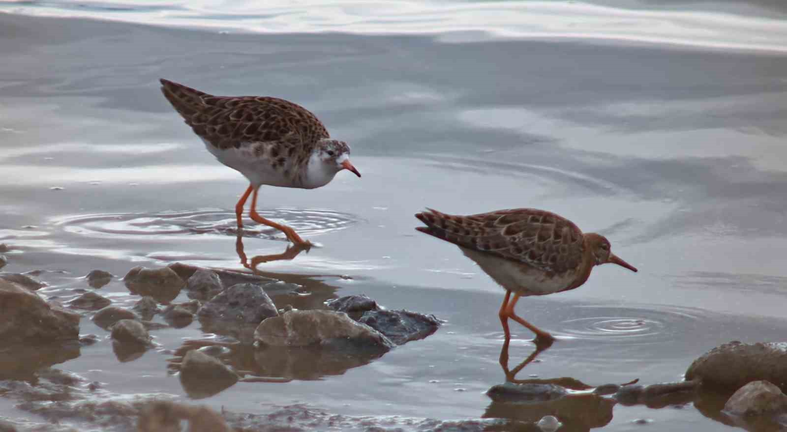 Flamingolar Van Gölü Havzası’na geri döndü
