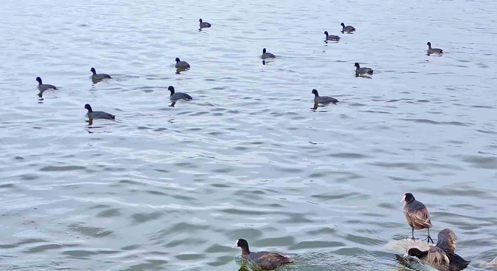 Flamingolar Van Gölü Havzası’na geri döndü
