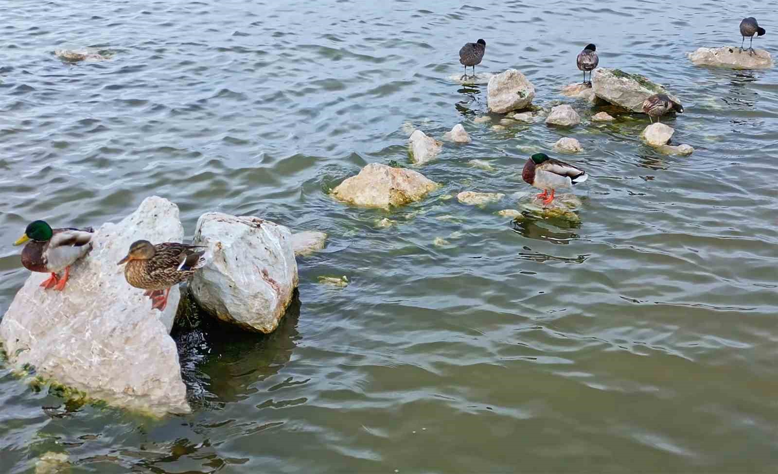 Flamingolar Van Gölü Havzası’na geri döndü
