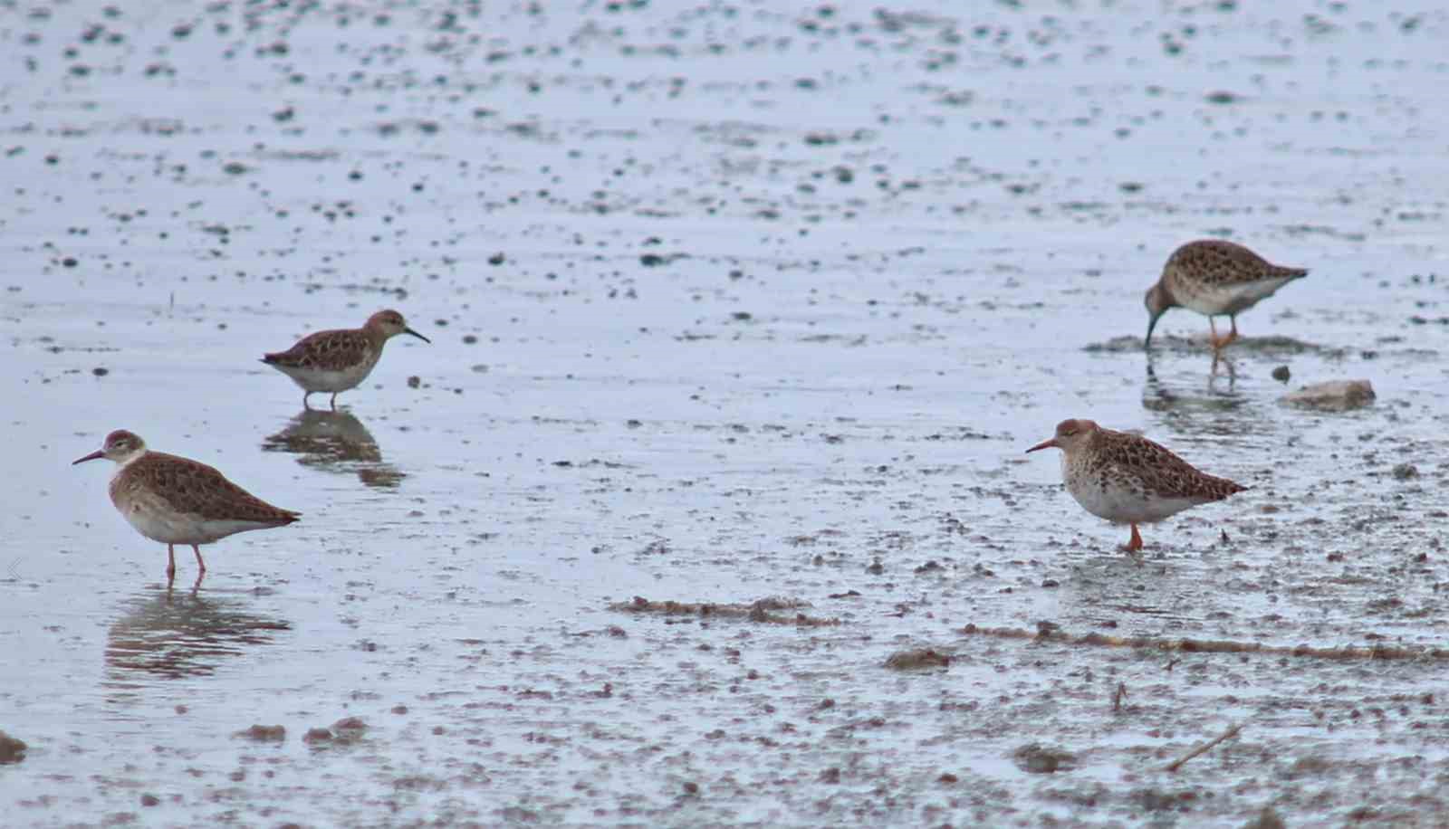 Flamingolar Van Gölü Havzası’na geri döndü
