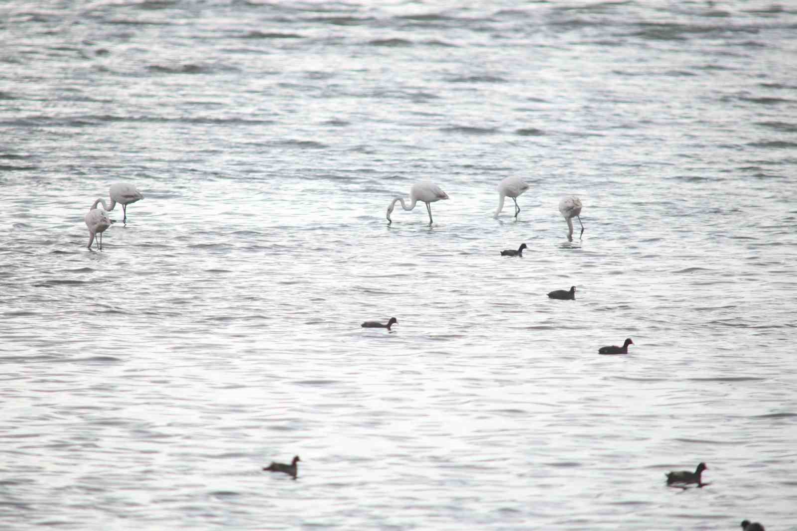 Flamingolar Van Gölü Havzası’na geri döndü
